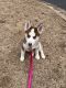 Siberian Husky Puppies for sale in Austell, GA, USA. price: $2,000