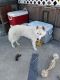 Siberian Husky Puppies for sale in Orlando, FL, USA. price: $250