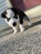 Siberian Husky Puppies for sale in Reynoldsburg, OH, USA. price: $800