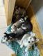 Siberian Husky Puppies for sale in Los Angeles, CA, USA. price: $400