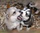 Siberian Husky Puppies for sale in Tucson, AZ, USA. price: NA