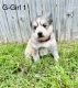 Siberian Husky Puppies for sale in Portland, TX, USA. price: NA