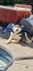 Siberian Husky Puppies for sale in Elk Grove, CA, USA. price: $200