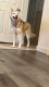 Siberian Husky Puppies for sale in West Valley City, UT, USA. price: NA