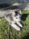 Siberian Husky Puppies for sale in 535 W Hacienda Ave, Campbell, CA 95008, USA. price: NA