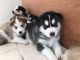 Siberian Husky Puppies for sale in Atlanta, GA, USA. price: $300
