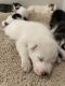 Siberian Husky Puppies for sale in Davie, FL, USA. price: $400