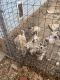 Siberian Husky Puppies for sale in Centralia, IL 62801, USA. price: $400