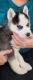 Siberian Husky Puppies for sale in Belleview, MO 63623, USA. price: $500