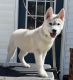 Siberian Husky Puppies for sale in Doswell, VA, USA. price: $2,000