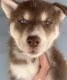 Siberian Husky Puppies for sale in Springfield, MA, USA. price: NA