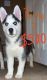Siberian Husky Puppies for sale in Redford Charter Twp, MI, USA. price: $500,650