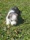Siberian Husky Puppies for sale in Lima, OH, USA. price: $850