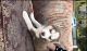 Siberian Husky Puppies for sale in San Diego, CA, USA. price: $550