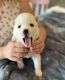 Siberian Husky Puppies for sale in Hudsonville, MI 49426, USA. price: NA
