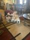 Siberian Husky Puppies for sale in Centralia, IL 62801, USA. price: NA