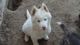 Siberian Husky Puppies for sale in San Jacinto, CA, USA. price: NA