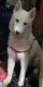 Siberian Husky Puppies for sale in Brooklyn, NY, USA. price: $750