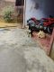 Siberian Husky Puppies for sale in Munshiganj, Uttar Pradesh 229405, India. price: NA