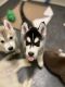 Siberian Husky Puppies for sale in Martinsburg, WV, USA. price: $1,500
