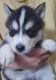 Siberian Husky Puppies for sale in Auburn, WA 98092, USA. price: $600