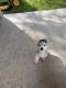 Siberian Husky Puppies for sale in Dallas, TX, USA. price: $300