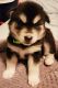 Siberian Husky Puppies for sale in Edmond, OK 73003, USA. price: $500