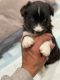 Siberian Husky Puppies for sale in Severn, MD, USA. price: NA