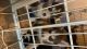 Siberian Husky Puppies for sale in Stone Mountain, GA 30083, USA. price: $700