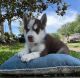 Siberian Husky Puppies for sale in Baytown, TX, USA. price: NA