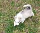 Siberian Husky Puppies for sale in Emporia, VA 23847, USA. price: $300
