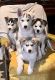 Siberian Husky Puppies for sale in White Hall, MD 21161, USA. price: $950