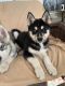 Siberian Husky Puppies for sale in VA-3, King George, VA, USA. price: $950