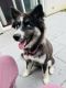 Siberian Husky Puppies for sale in East Palo Alto, CA, USA. price: $600
