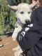 Siberian Husky Puppies for sale in Perris, CA, USA. price: $400