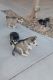 Siberian Husky Puppies for sale in Phoenix, AZ, USA. price: $300