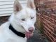 Siberian Husky Puppies for sale in 1153 Stony Brook Rd, Lake Grove, NY 11755, USA. price: $1,000