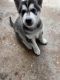 Siberian Husky Puppies for sale in Fort Myers, FL, USA. price: $700
