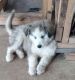 Siberian Husky Puppies for sale in Floresville, TX 78114, USA. price: NA