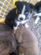 Siberian Husky Puppies for sale in Richmond, CA, USA. price: $250