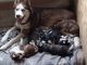 Siberian Husky Puppies for sale in South Fork, PA, USA. price: $500