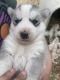 Siberian Husky Puppies for sale in Osceola, MO 64776, USA. price: $500