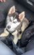 Siberian Husky Puppies for sale in New York, NY, USA. price: $700