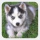 Siberian Husky Puppies for sale in New York, NY 10036, USA. price: $300