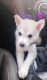 Siberian Husky Puppies for sale in Dallas, TX, USA. price: NA