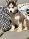 Siberian Husky Puppies for sale in McClure, PA 17841, USA. price: $450