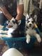 Siberian Husky Puppies for sale in Atlanta, GA, USA. price: $500