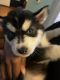 Siberian Husky Puppies for sale in Meriden, CT, USA. price: $1,500