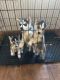 Siberian Husky Puppies for sale in Punxsutawney, PA 15767, USA. price: $800