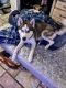 Siberian Husky Puppies for sale in Casa Grande, AZ, USA. price: $800